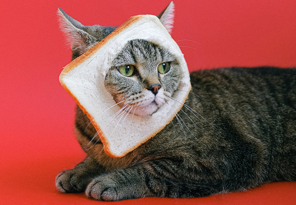 сухие корма для кошек